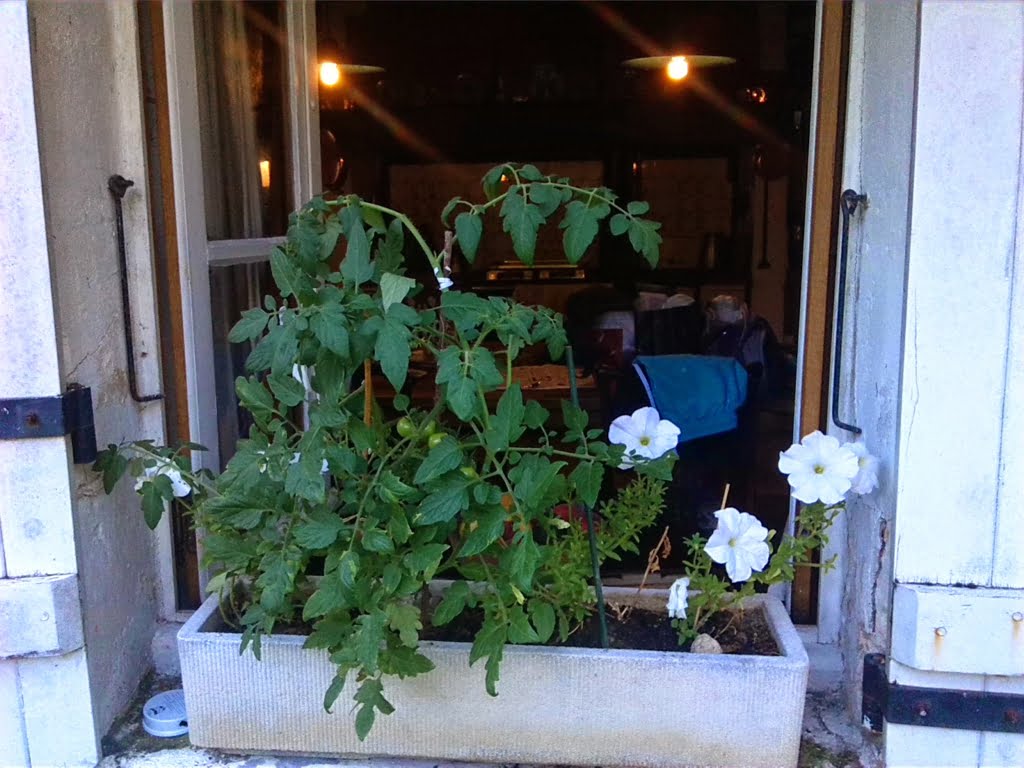 Tomatoes and petunia01a