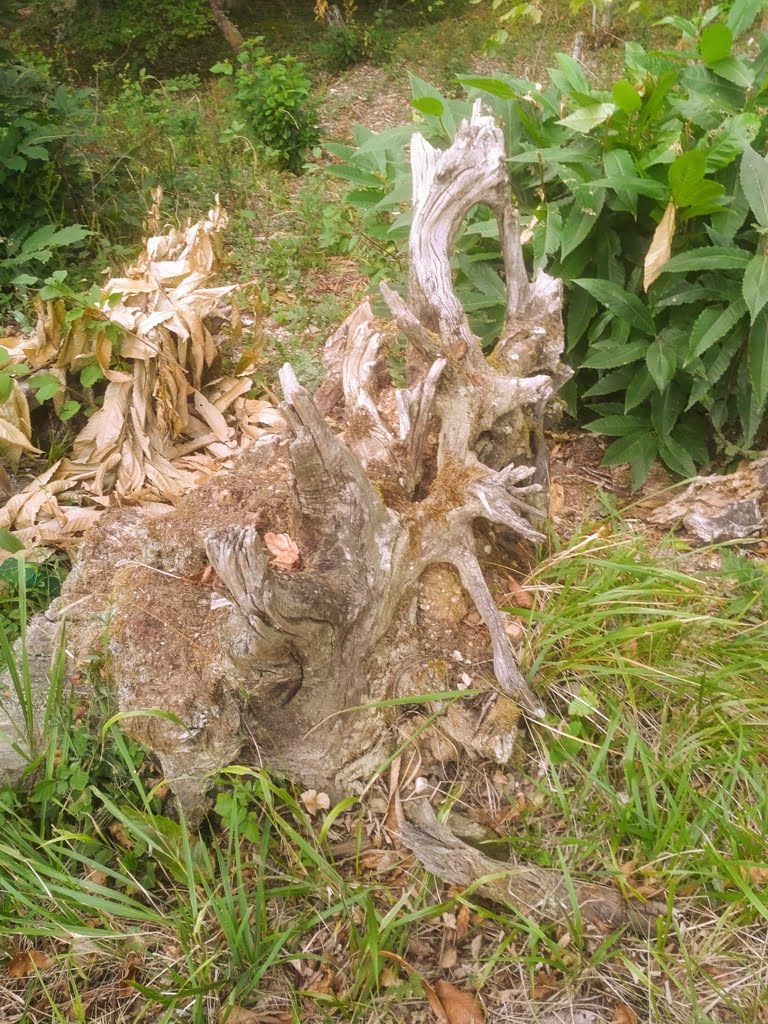 Tree Stump01a