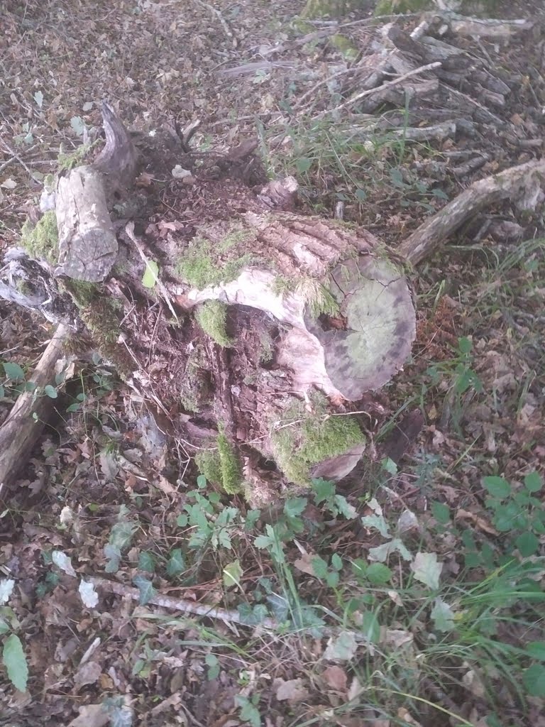 Tree Stump02a
