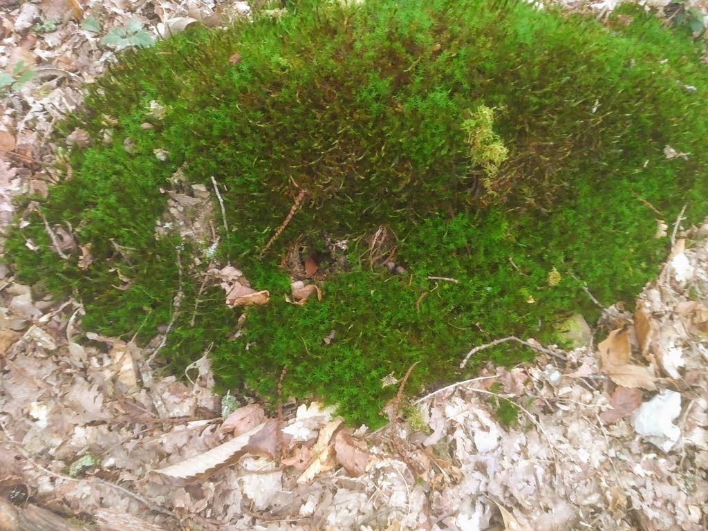 Tree Stump04a