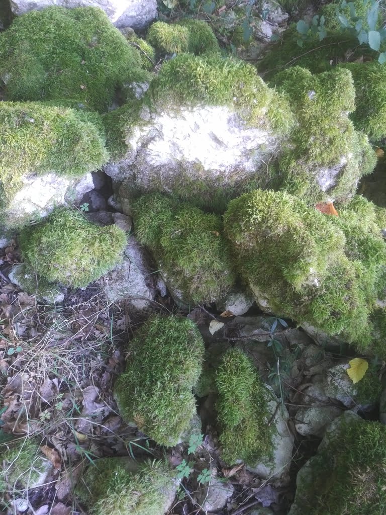 Tree Stump05a
