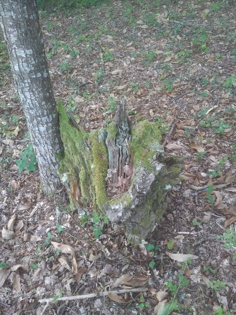 Tree Stump06a
