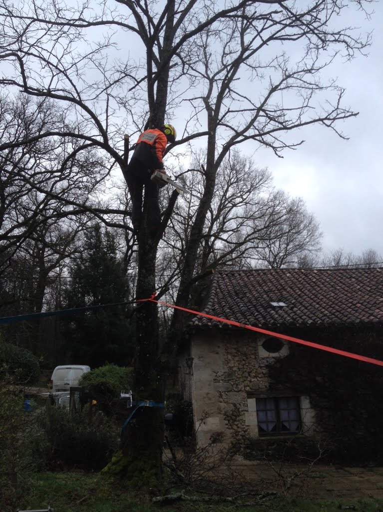 Tree Surgeon01a