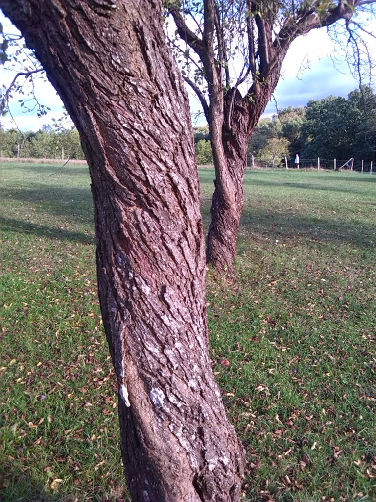 Tree Trunks01a