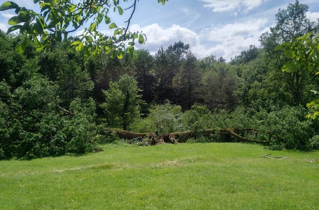 The Great Tree Question