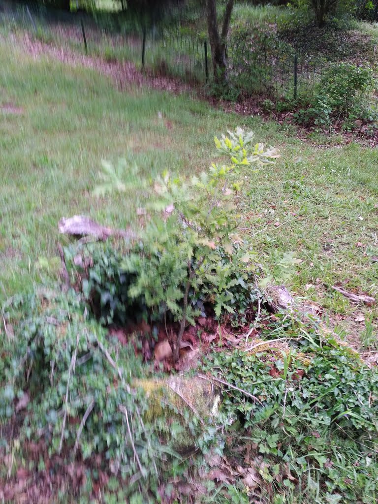 Tree02a