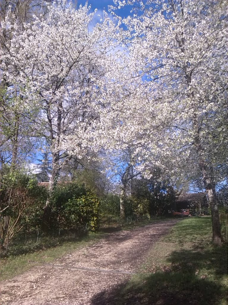 Trees in blossom01a