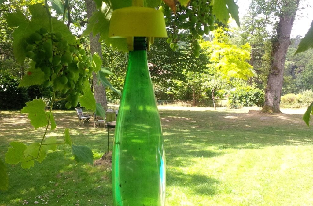 Missing wasps, bees – and hornets