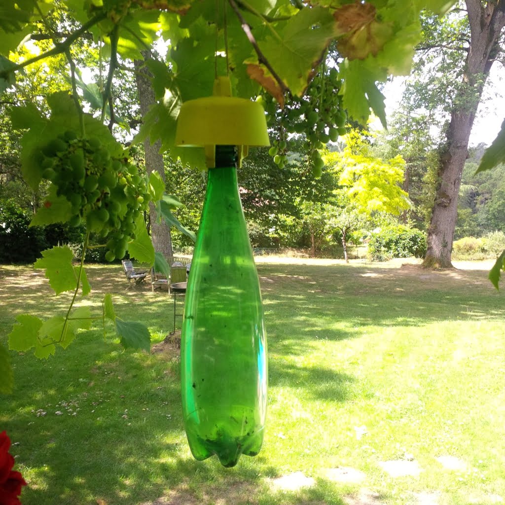 Wasp Trap01a