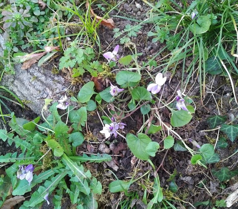 February leaves with flowers, fire and fun