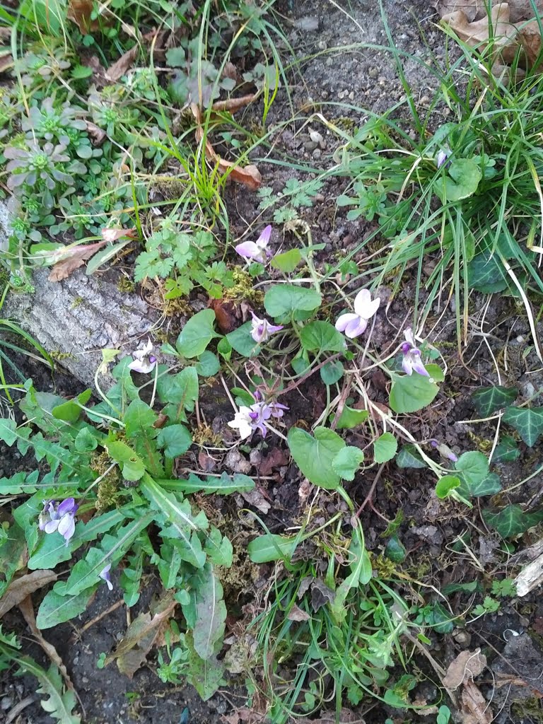 White Violets01a