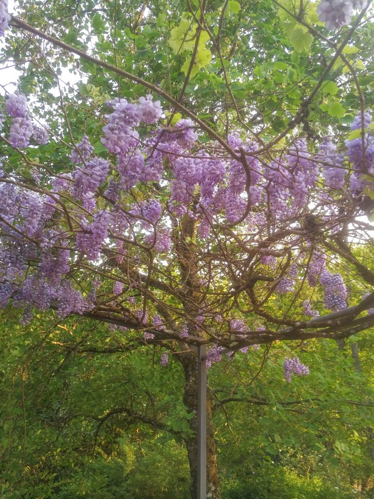 Wisteria01a